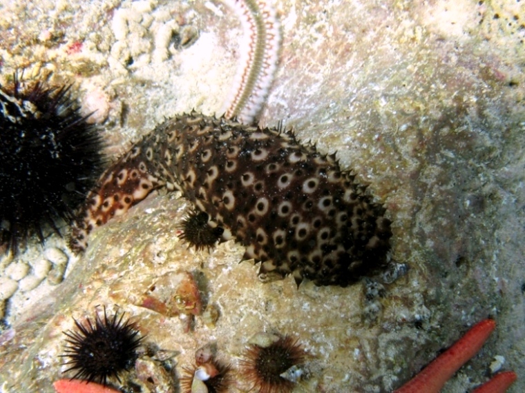 Holothuria sanctori (Delle Chiaje, 1823)  e Tubi di Cuvier